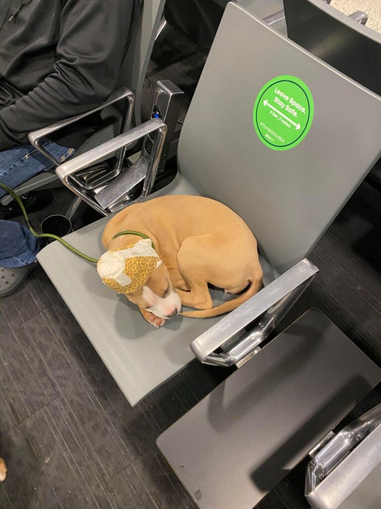 american pit bull terrier in the airport