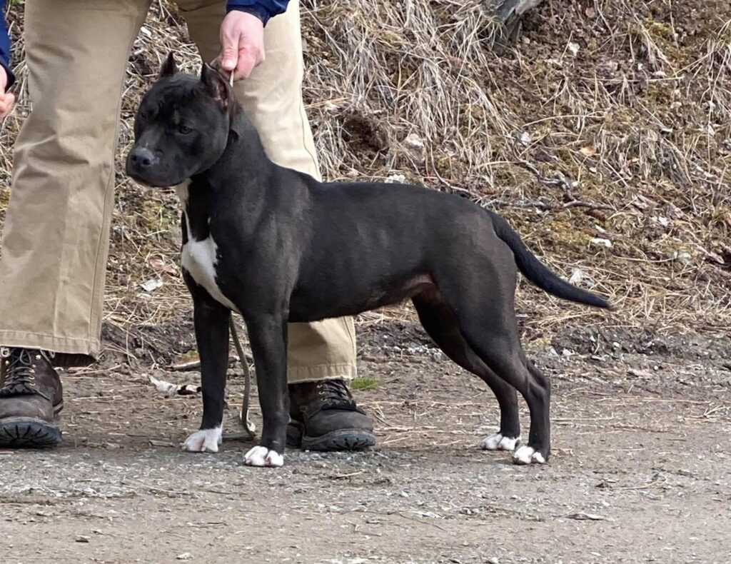 18 month old show quality american pit bull terrier
