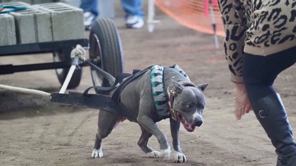 weight pull champion american pit bull terrier