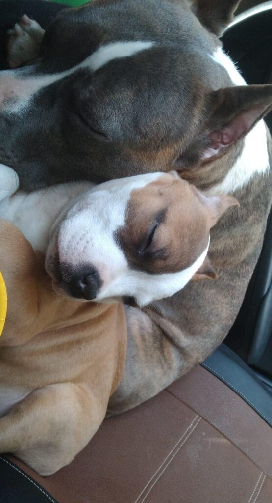 red and white pit bull puppy in tacoma washington