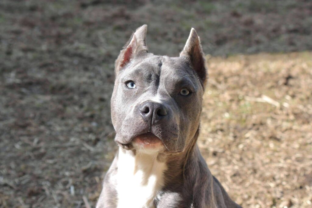 blue nose blue brindle american pit bull terrier