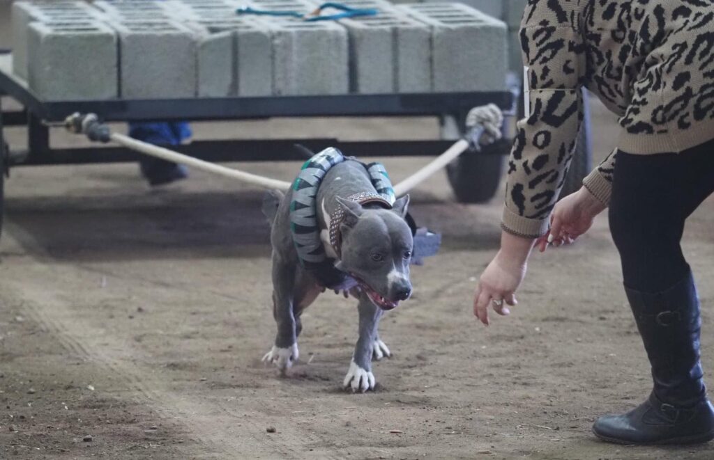do pit bulls love to participate in weight pull?