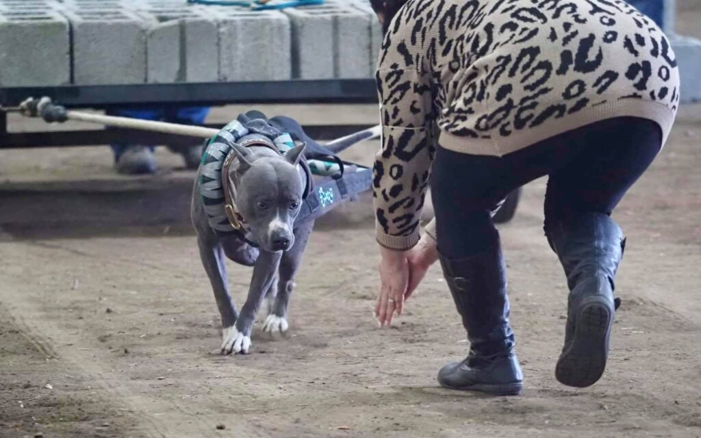 blue nose pit bull weight pull