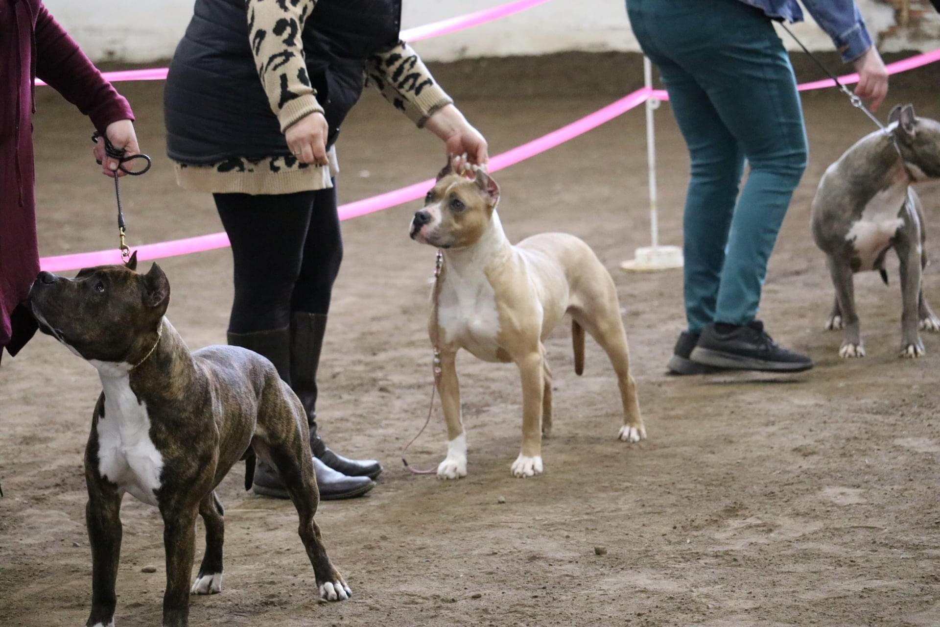show american pit bull terriers