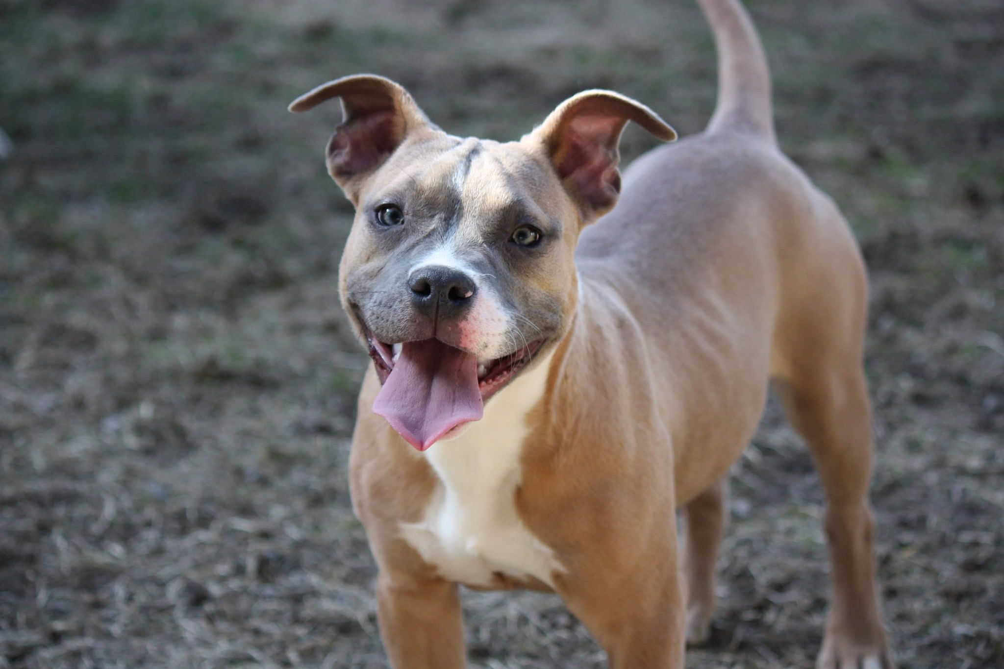 blue fawn american pit bull terrier puppy