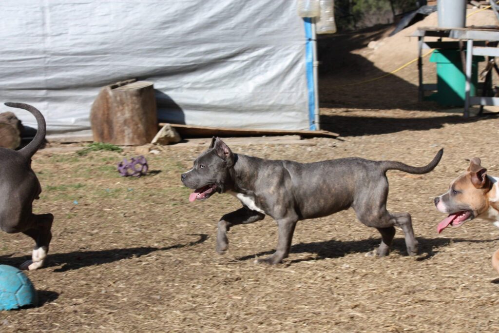blue brindle american pit bull terrier