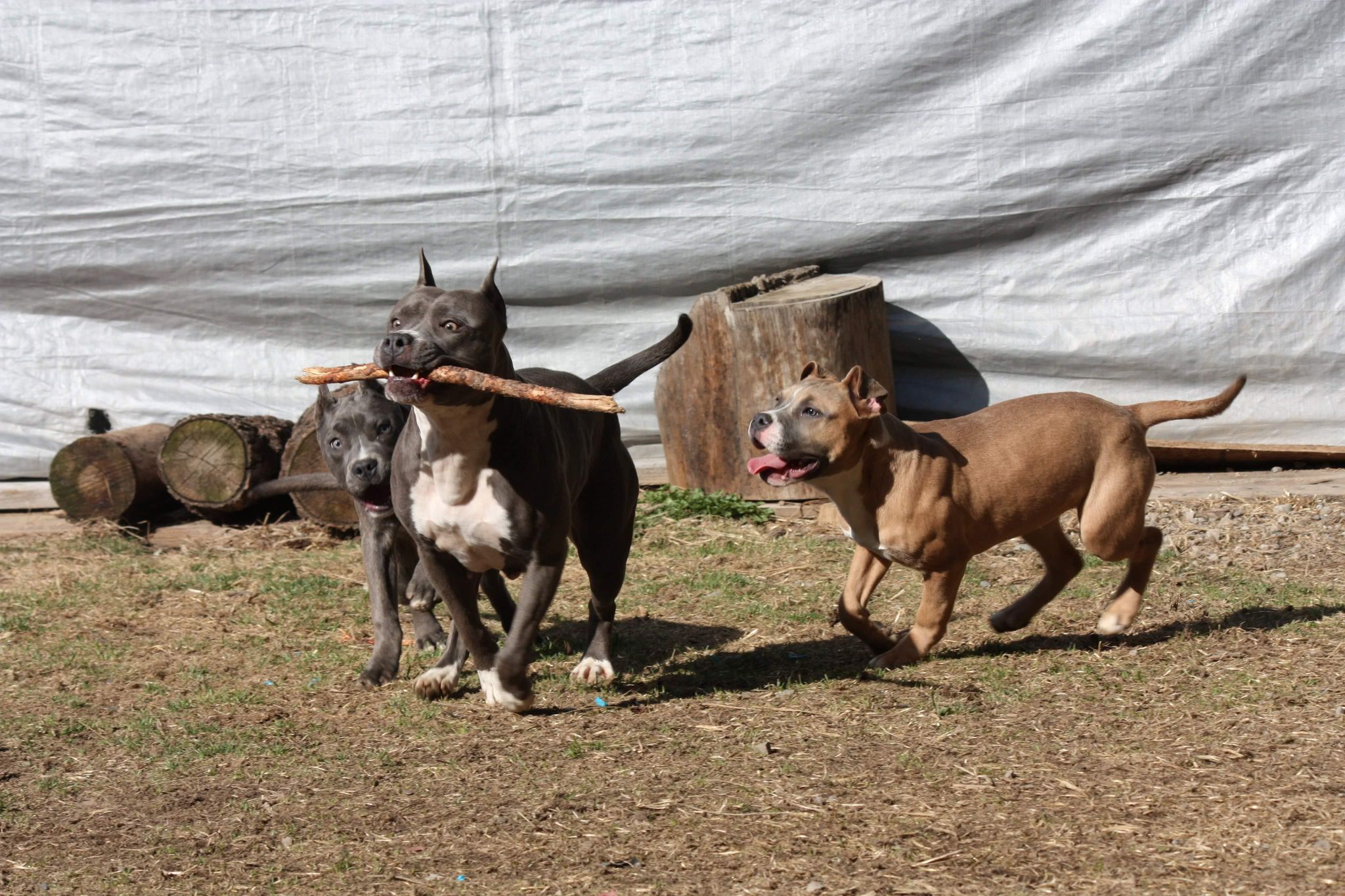 3 pit bulls running