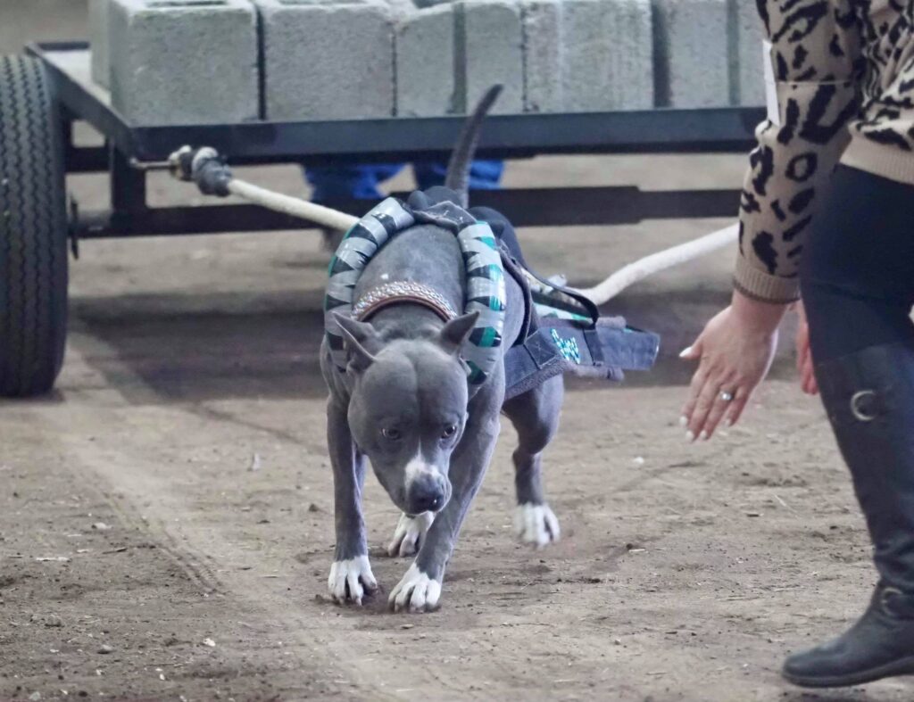 blue pit bull loves weight pull