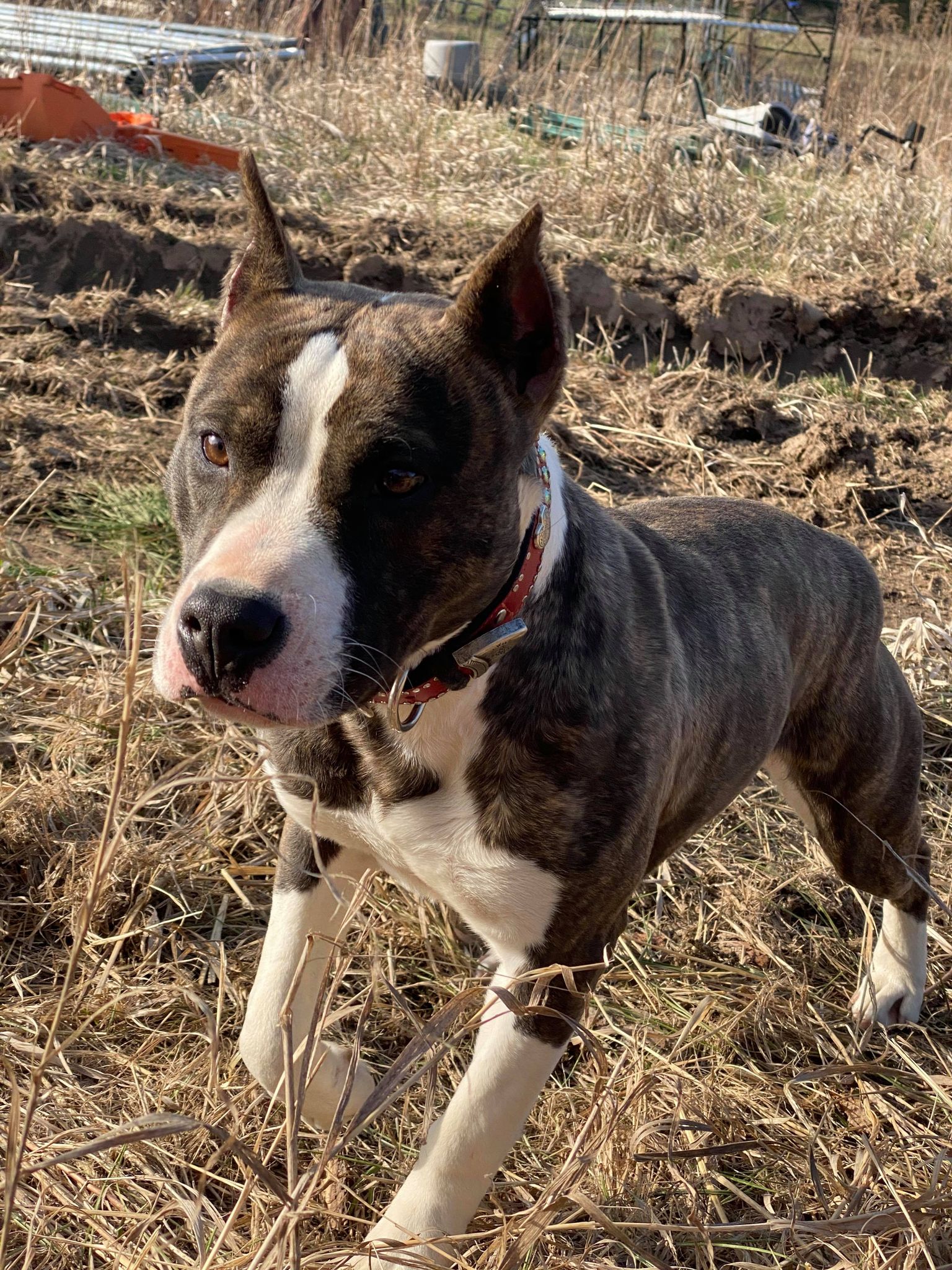 brindle and white american pit bull terrier
