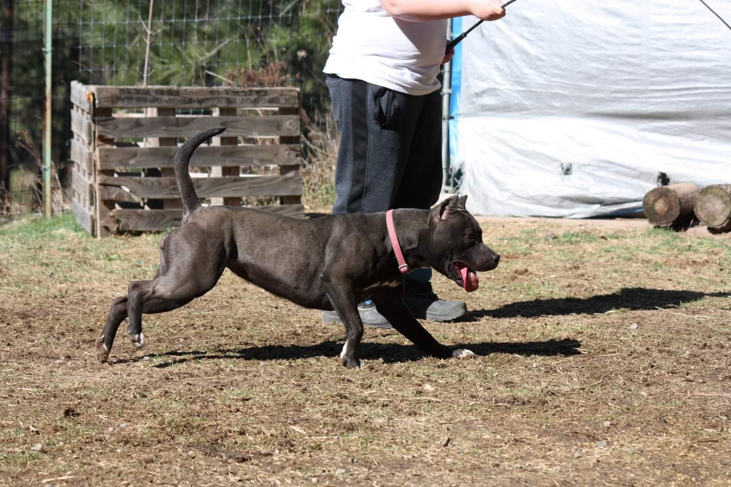 pit bulls love to chase a lure