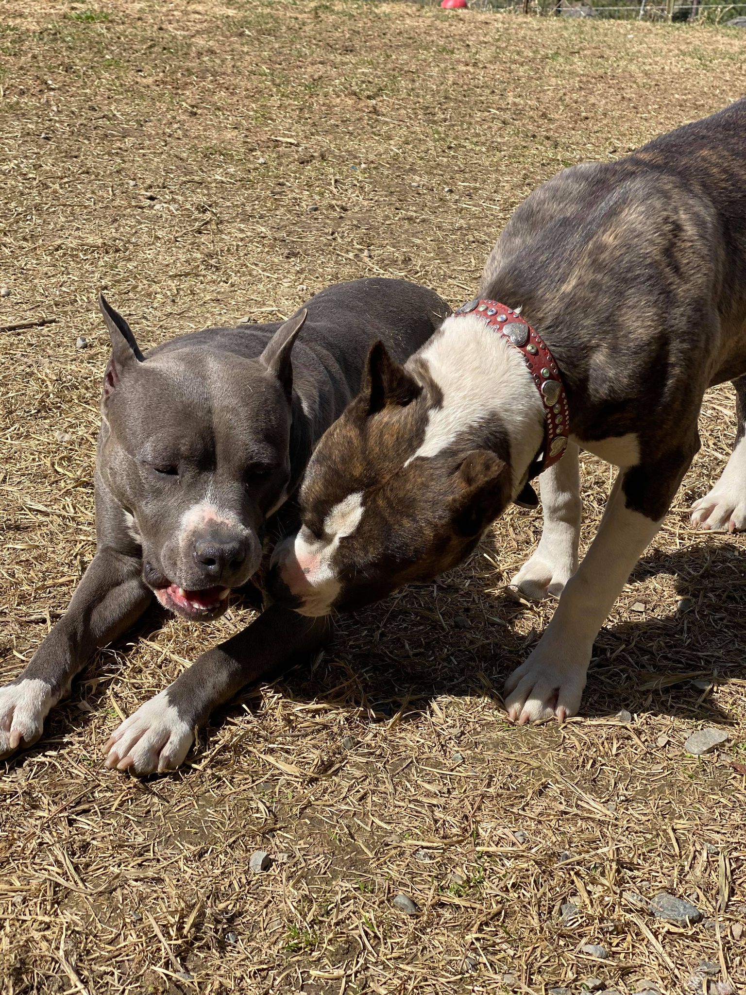 two female american pit bull terriers together