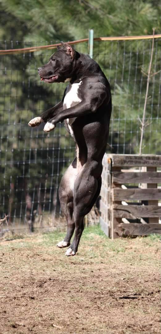 jumping pit bull