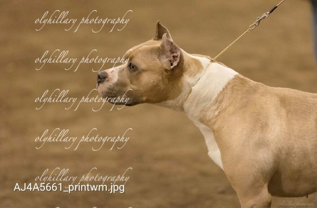 american pit bull terrier head shot pic