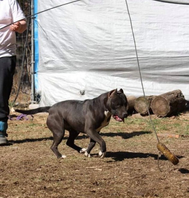 american pit bull terrier chasing the lure