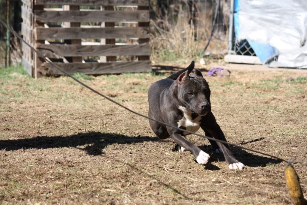 american pit bull terrier in action