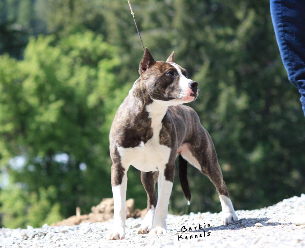 what is breed type in an american pit bull terrier