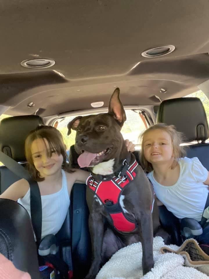 bartin kennels pit bulls with kids
