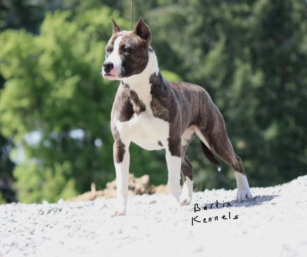 show quality american pit bull terriers for sale in washington state