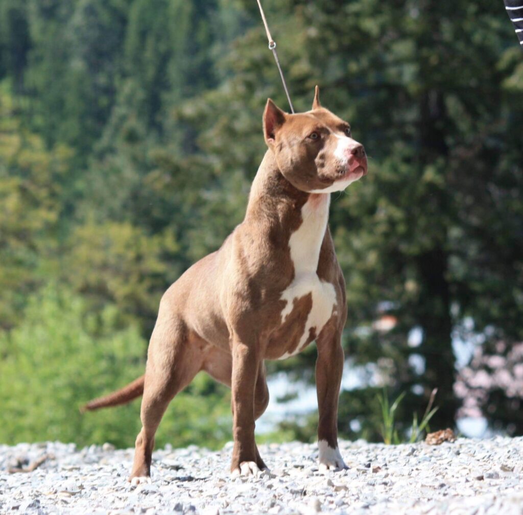 red nose american pit bull terriers for sale in the PNW