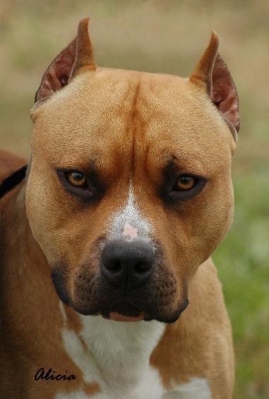 the intense look of the american pit bull terrier