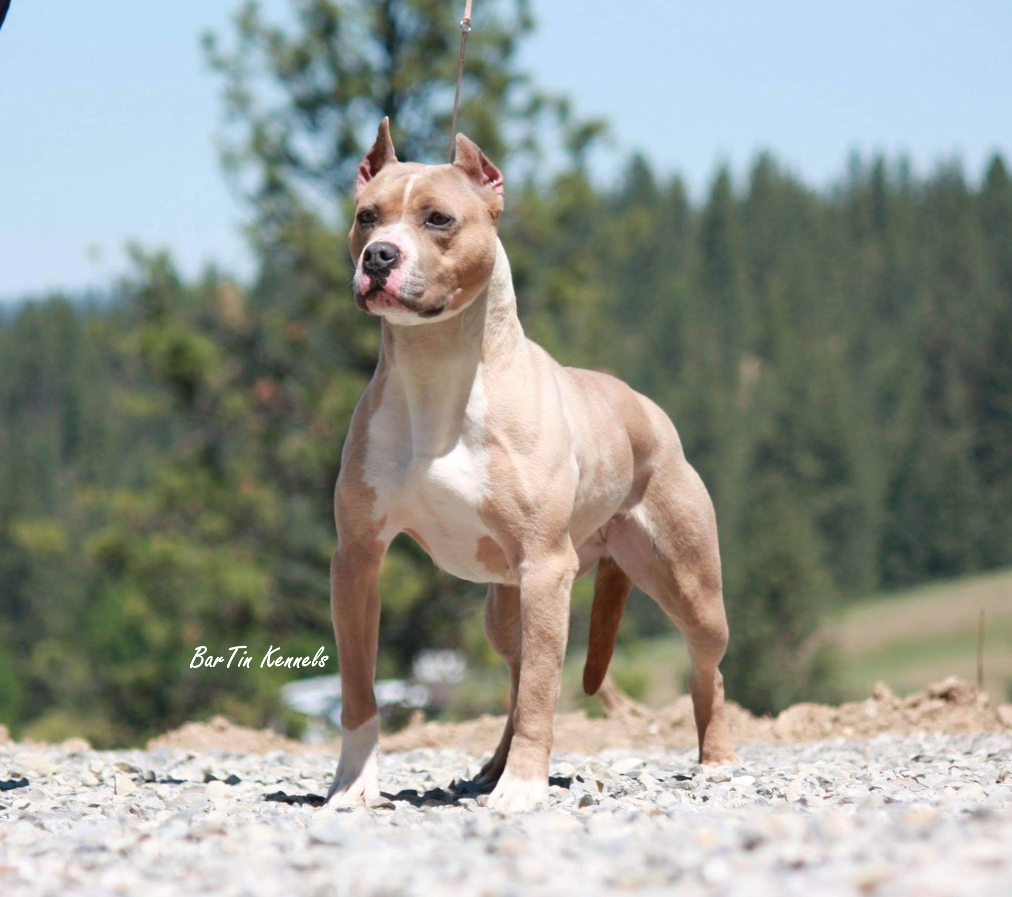 american pit bull photography