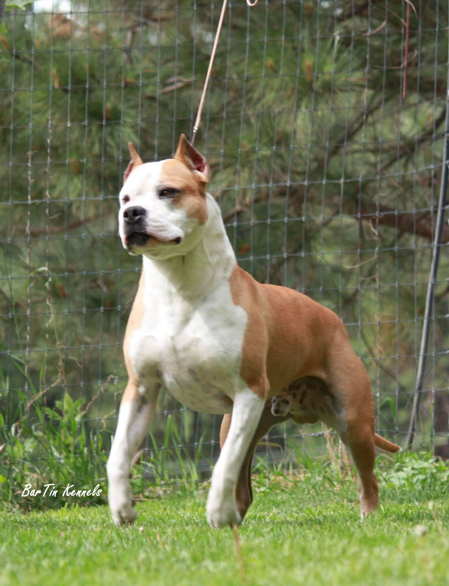 red american staffordshire terrier stud dog in washington united states of America