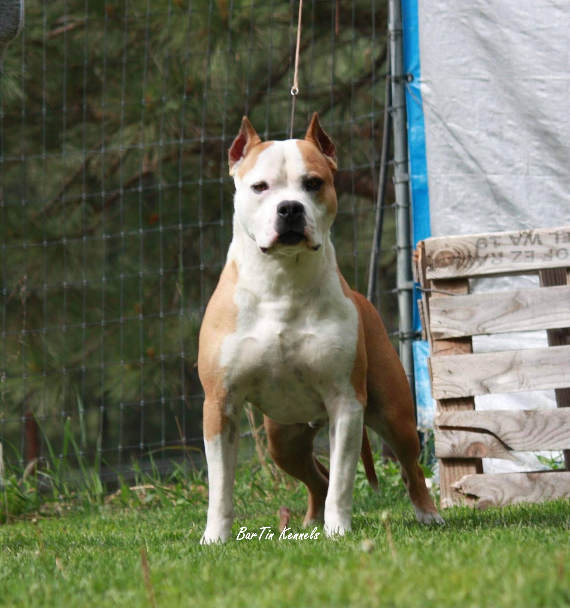 nation wide american pit bull terriers