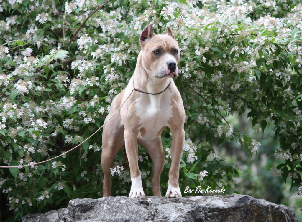 american pit bull terrier on top of rocks