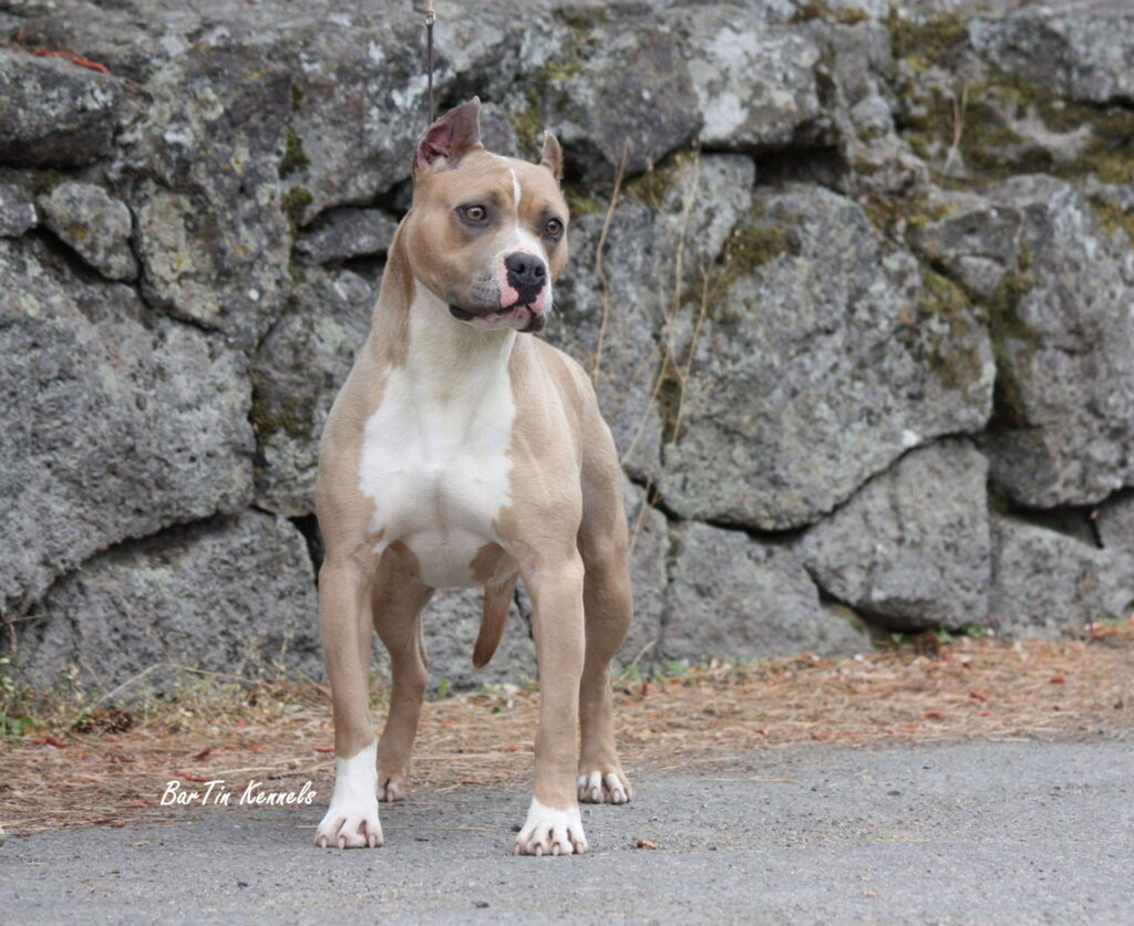 champion blue fawn american pit bull terrier in washington USA