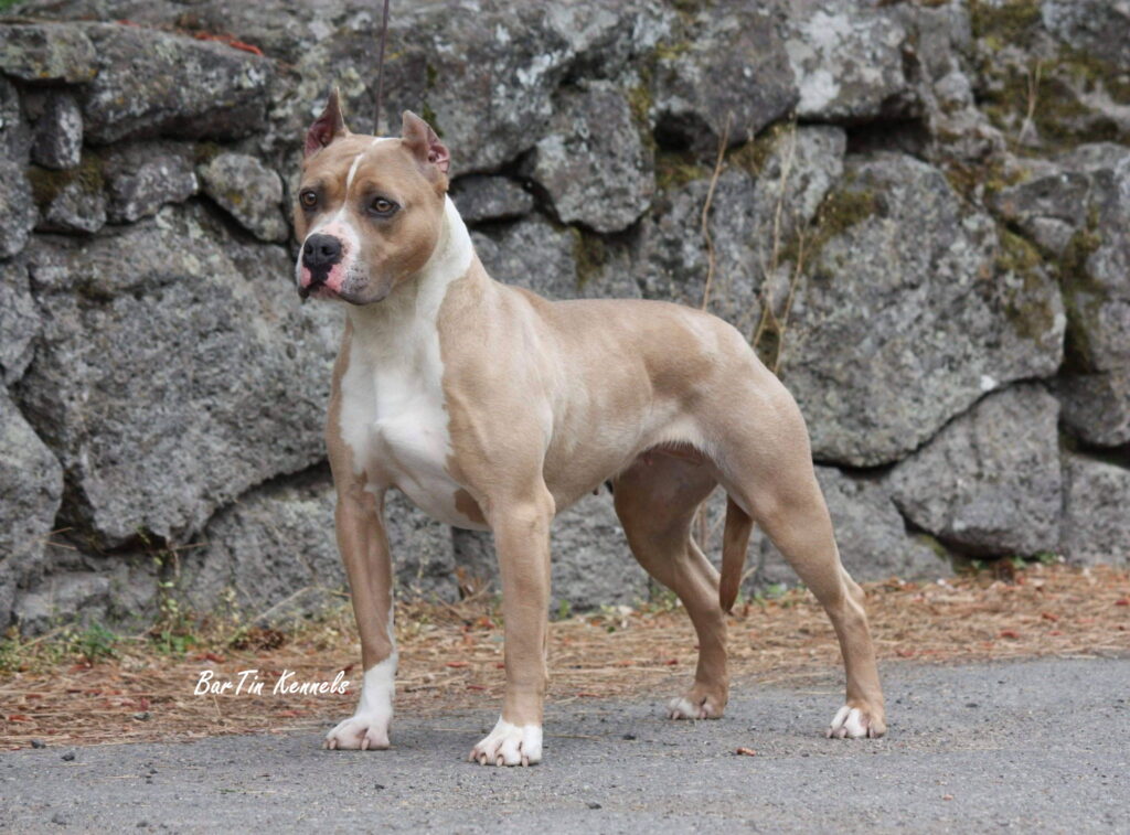 american pit bull terrier muscles