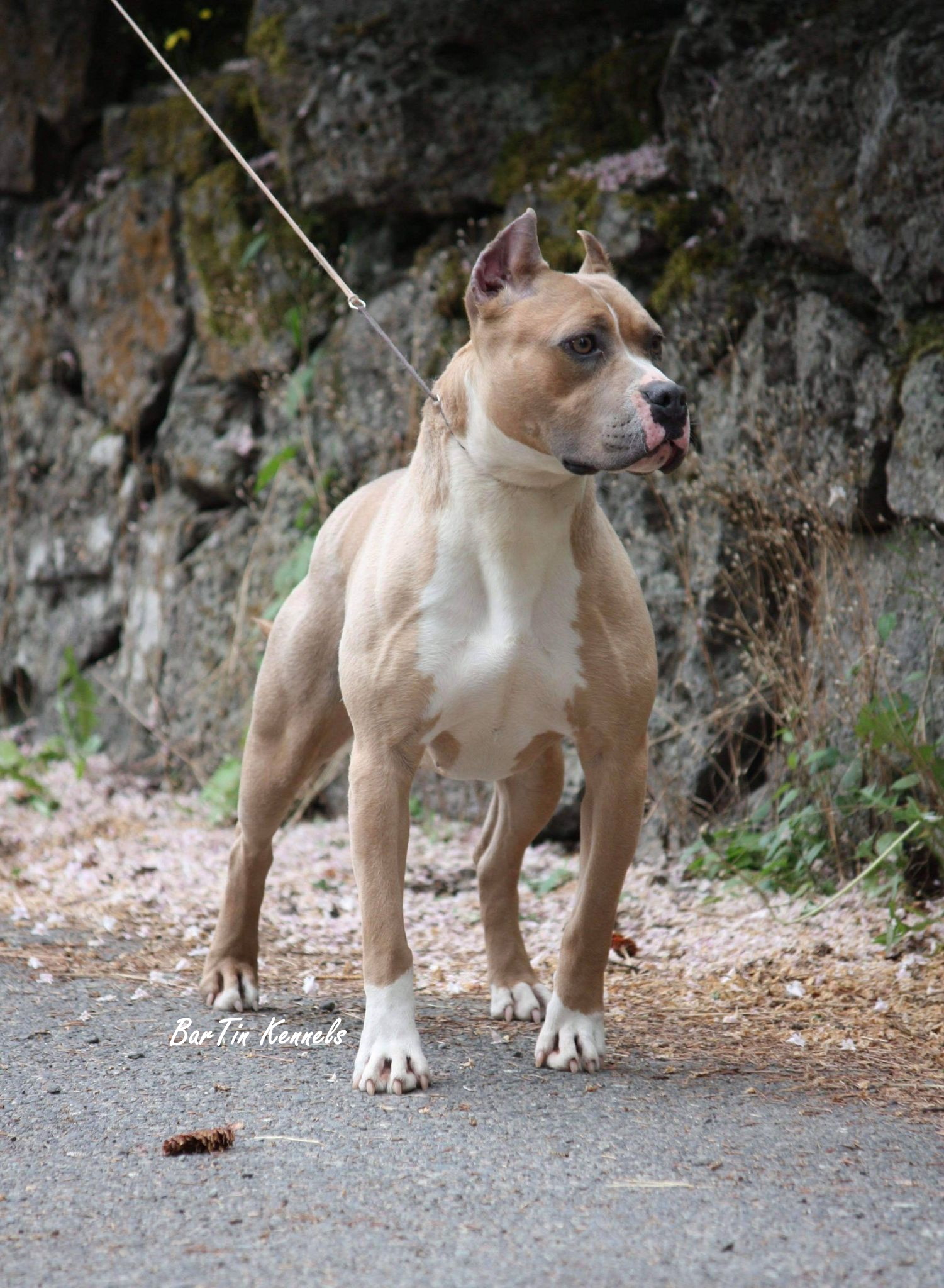 conditioned american pit bull terrier