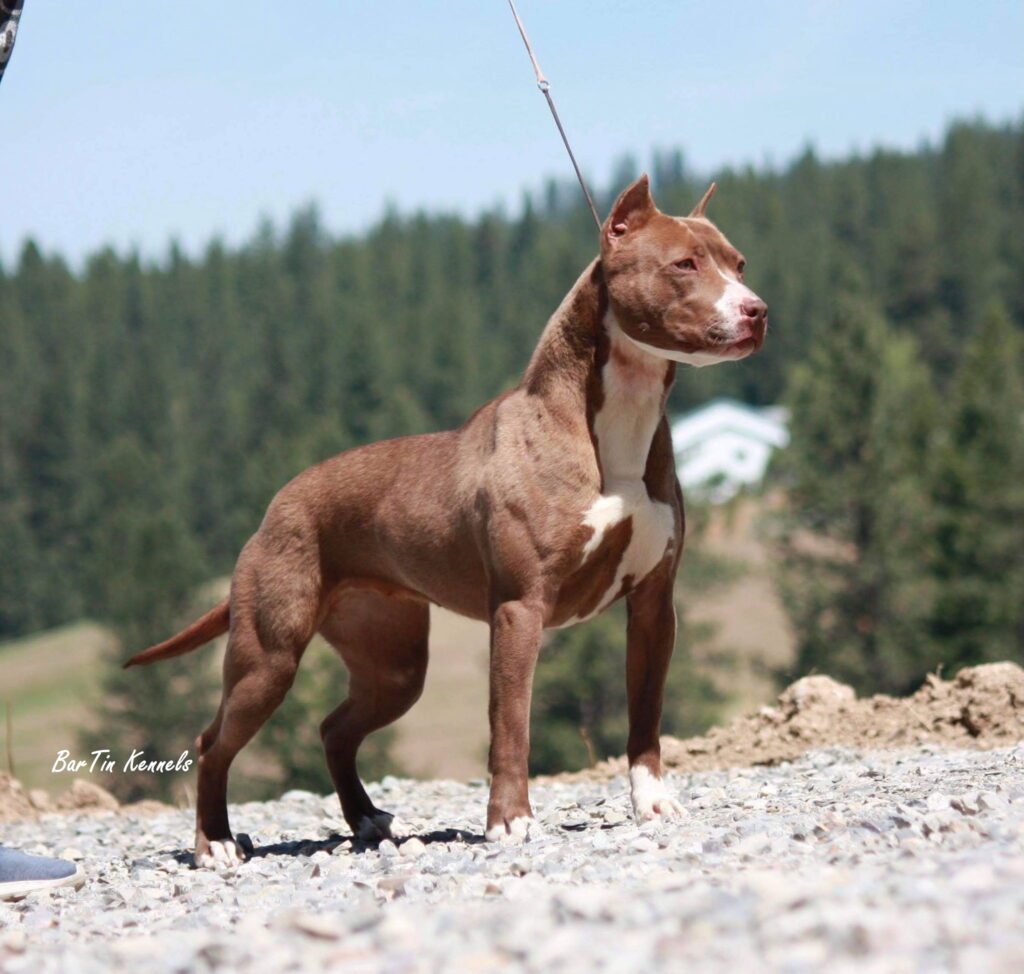 chocolate red nose pit