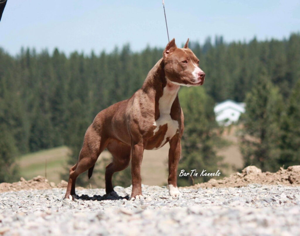 rednose american pit bull terrier breeder