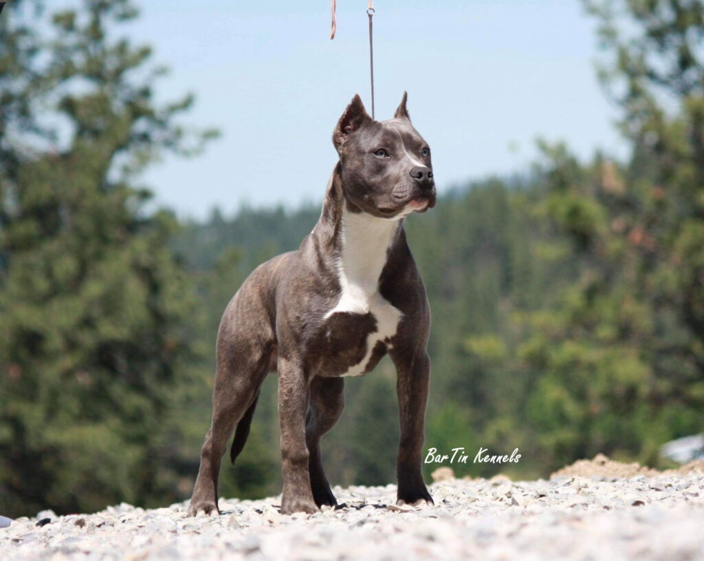 top quality american pit bull terrier puppies