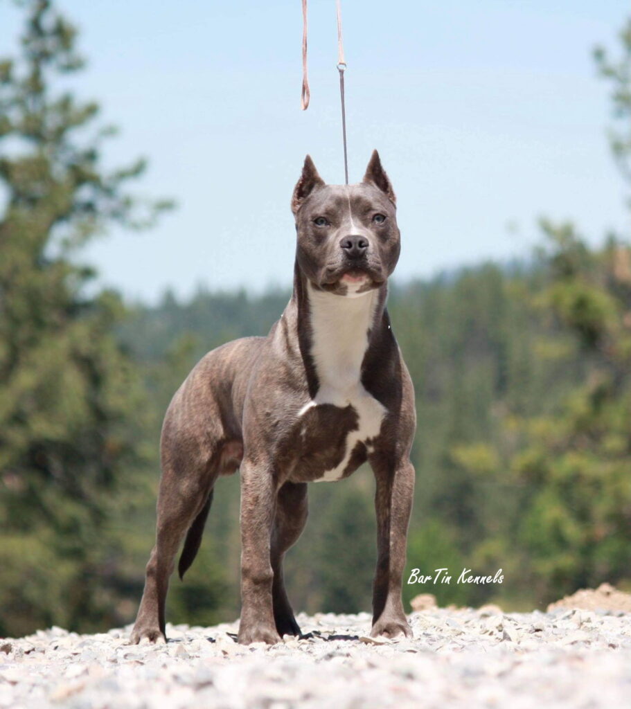 show quality american pit bull terriers in washington
