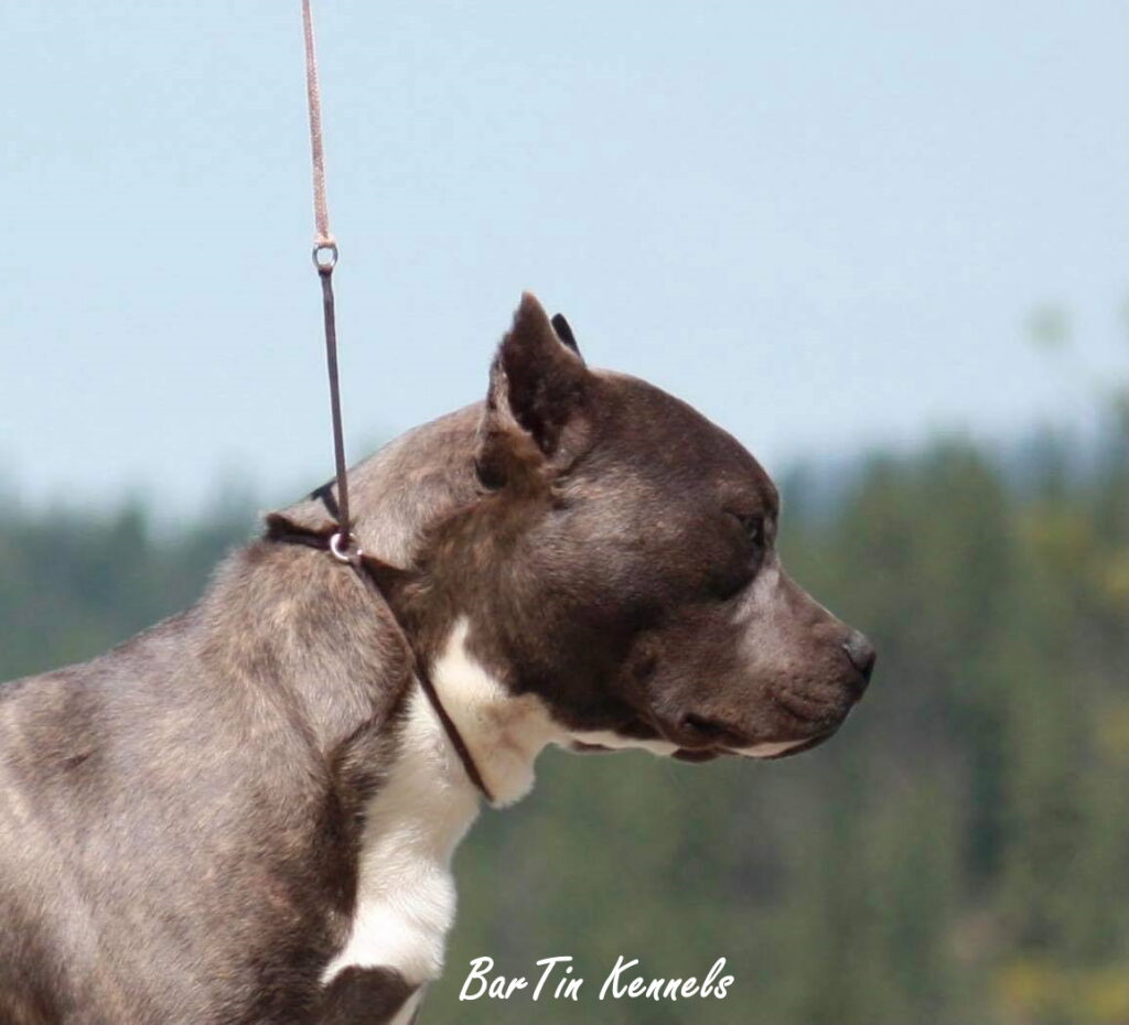 perfect american pit bull terrier head