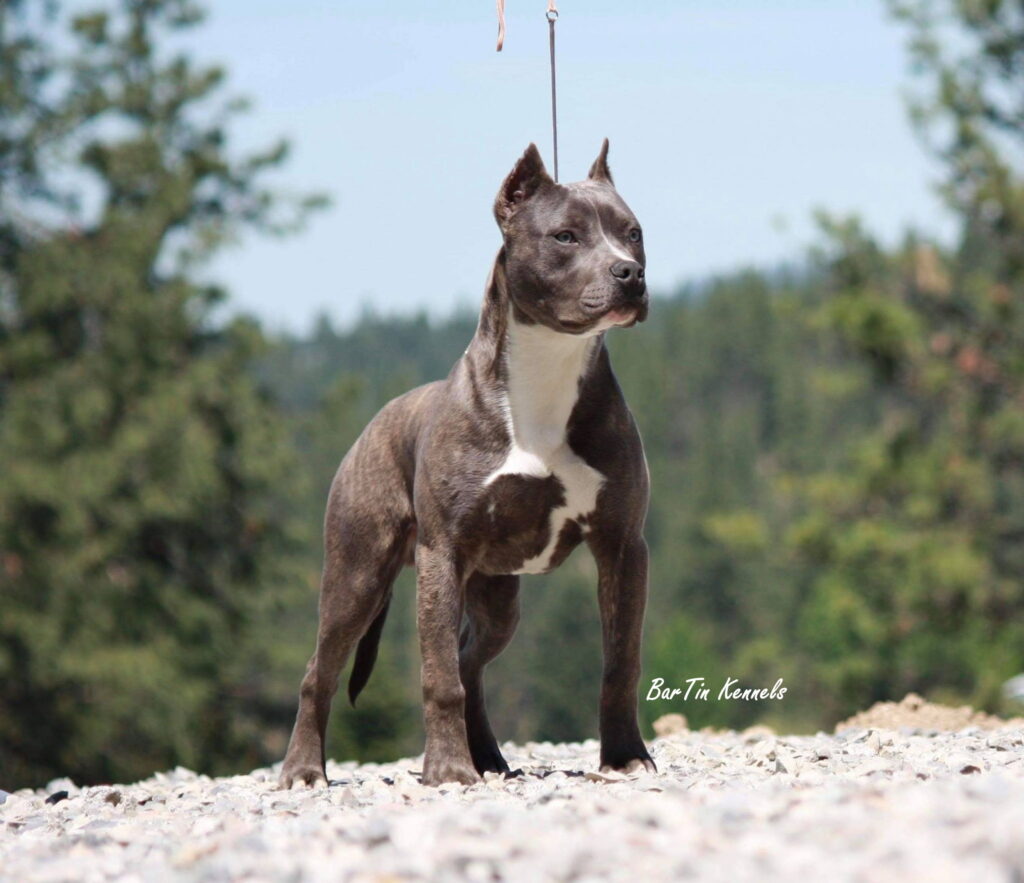 blue brindle american pit bull terrier puppies