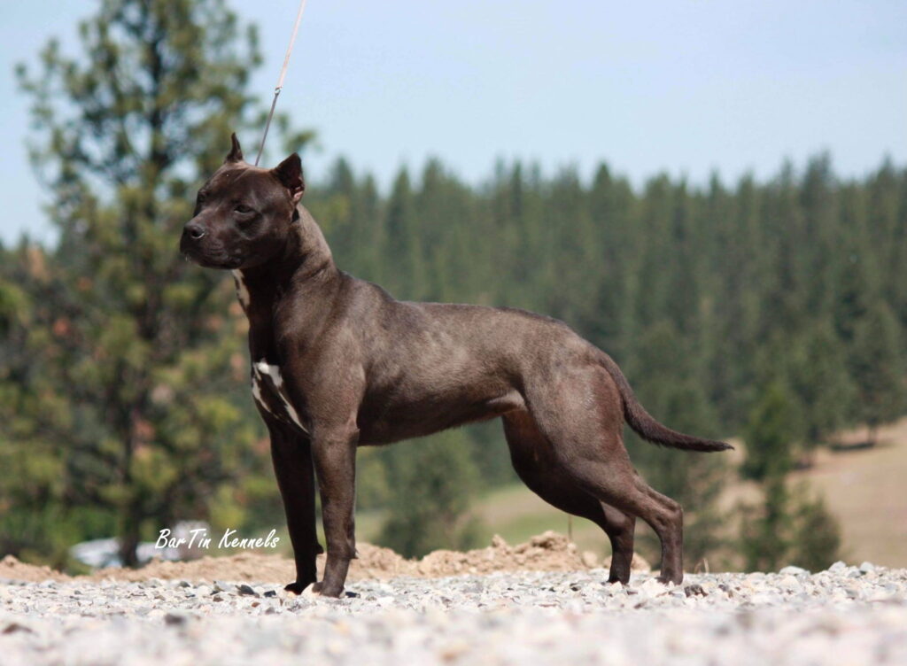 Show quality american pit bull terriers in the Pacific north west