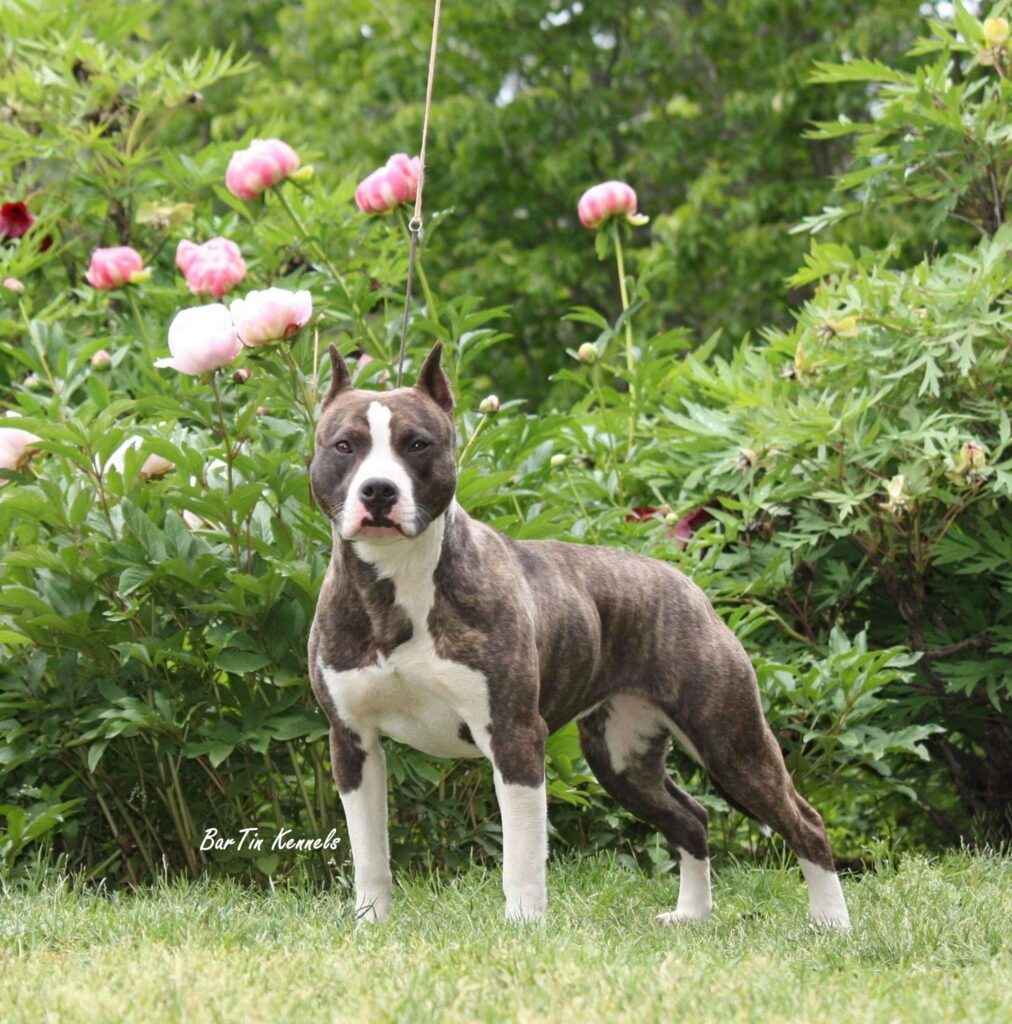 american pit bull terrier puppies in washington united states of america