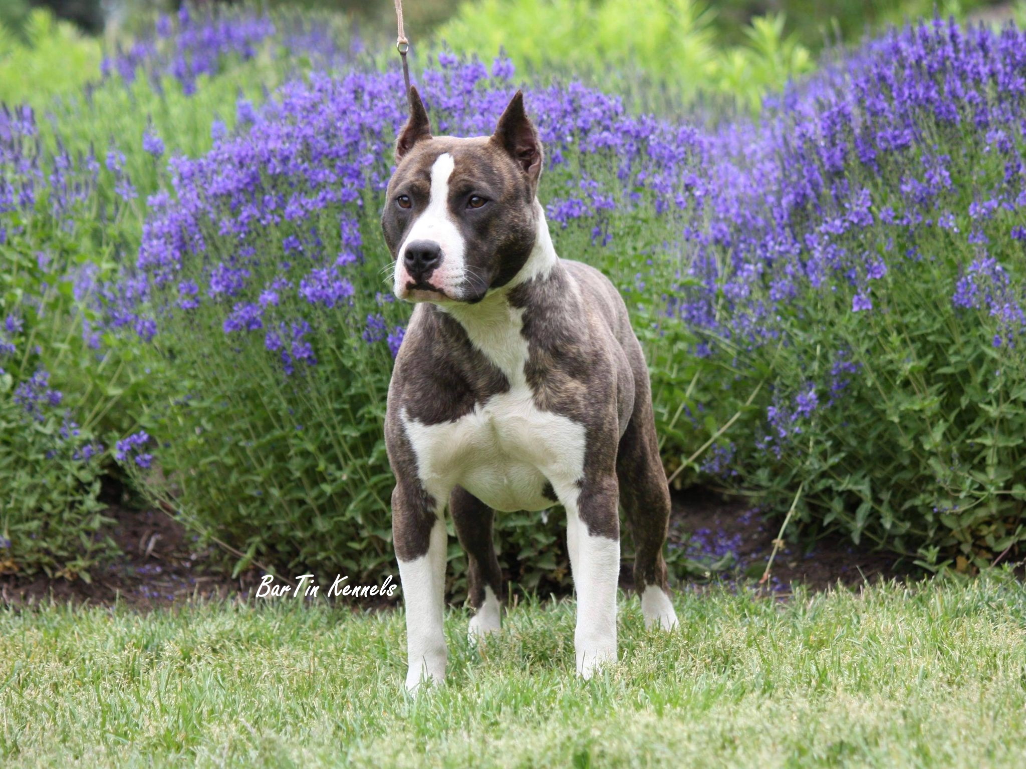 brindle and white american pit bull terrier