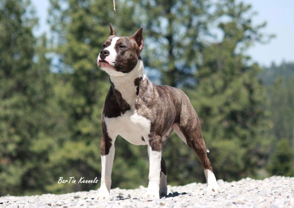 best american pit bull terrier breeder
