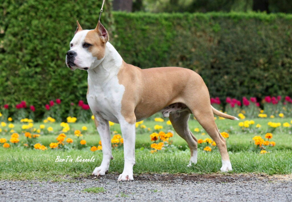 red american staffordshire terrier stud dog in washington united states of America