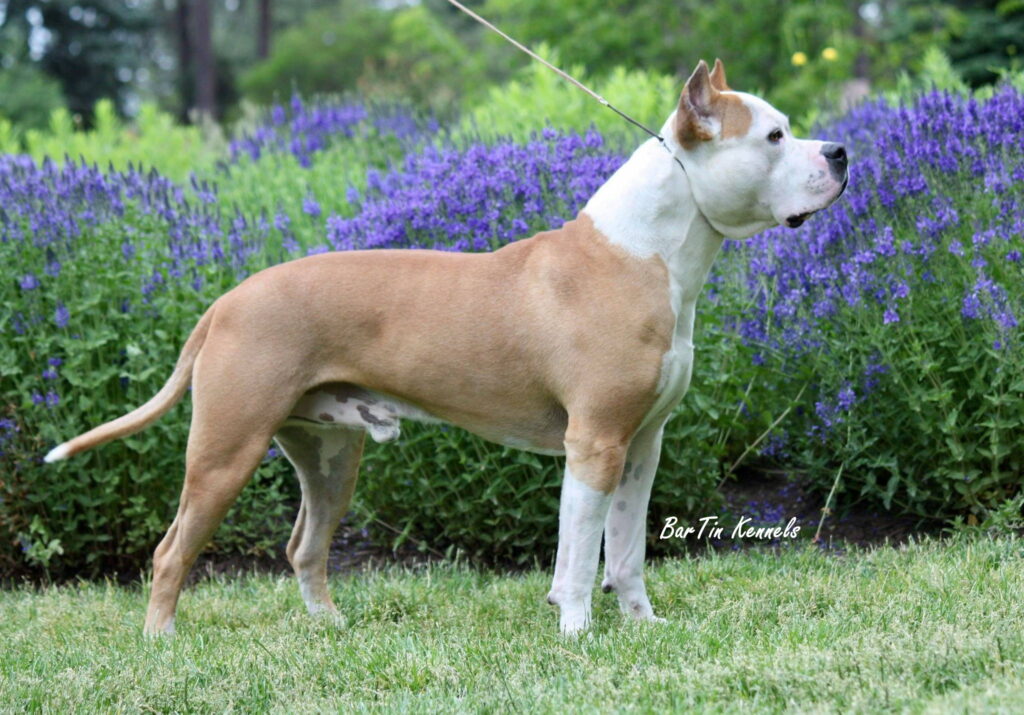 champion male american pit bull terrier
