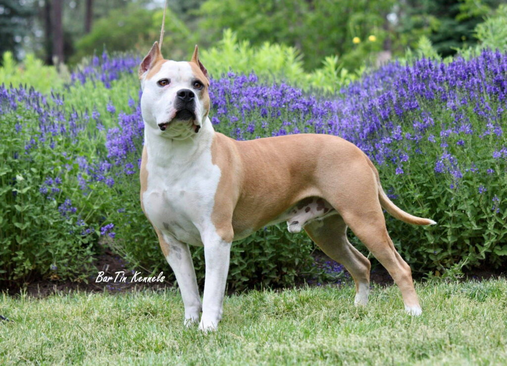 old style american pit bull terriers in the united states