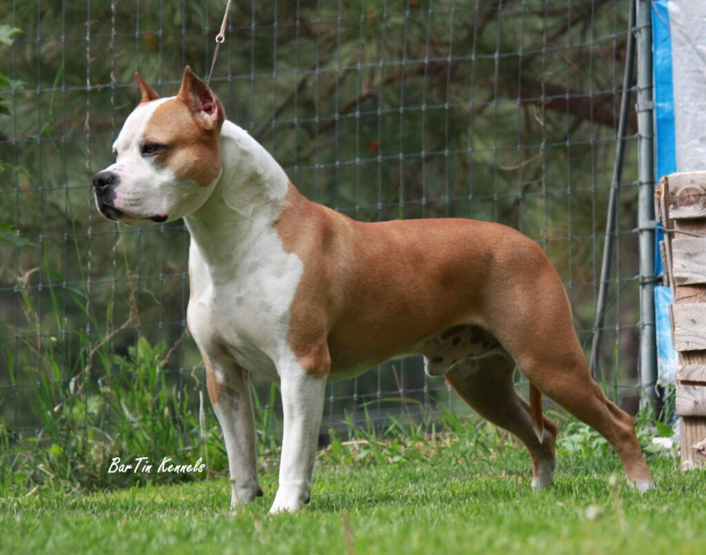 old school style american pit bull terrier
