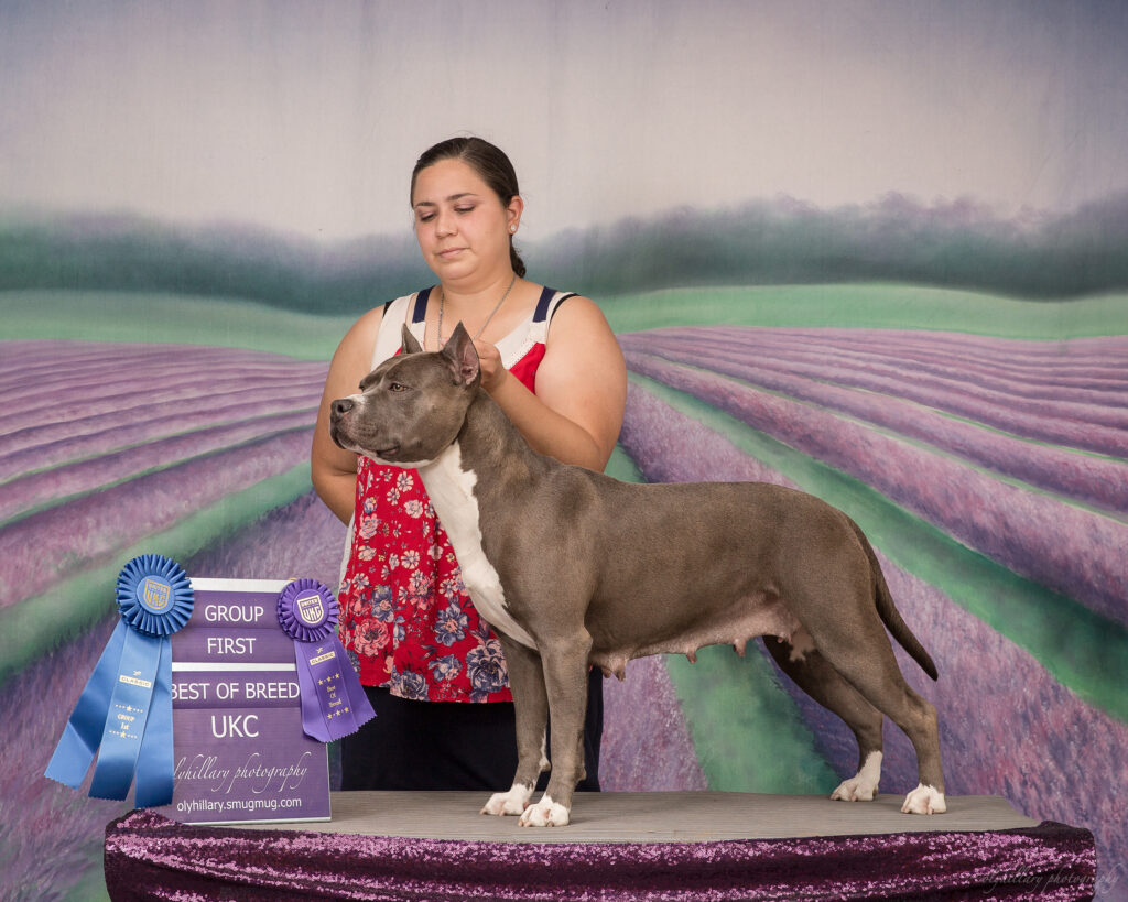 Show grand champion american pit bull terrier