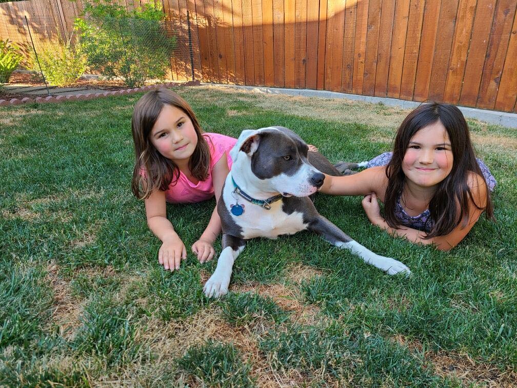 pit bulls the best dog for kids