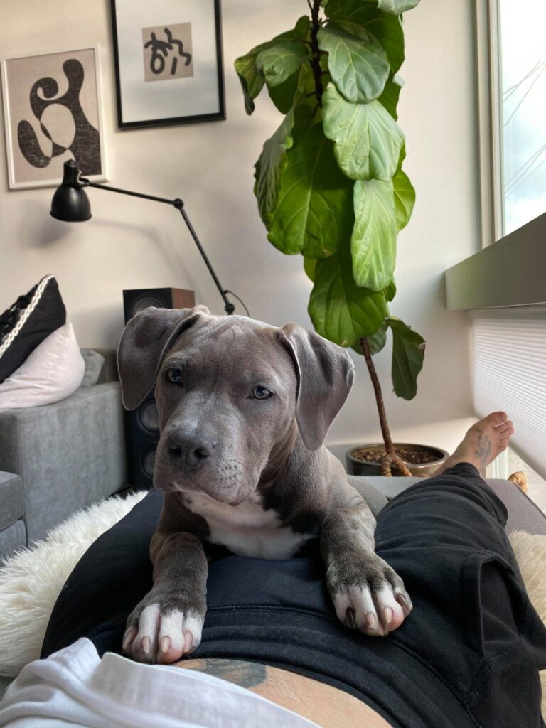 can pitbulls live in apartments