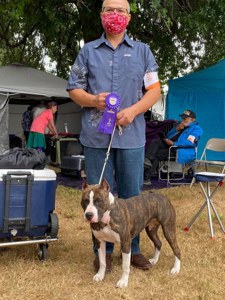 show winning american pit bull terriers