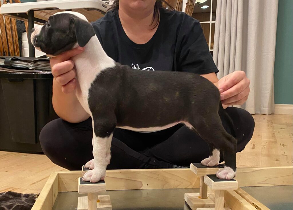 stacking an 8 week old pit bull puppy